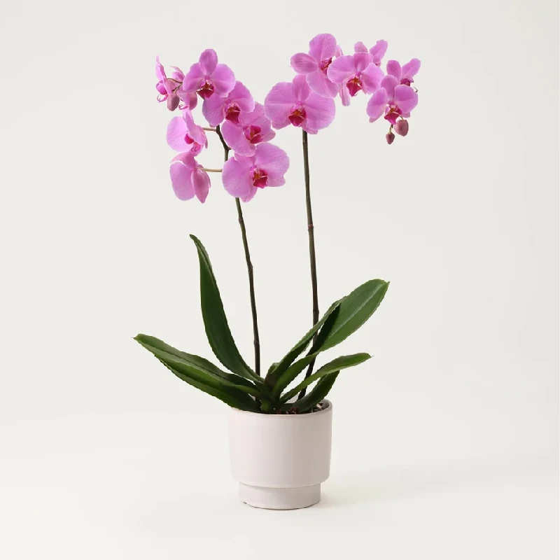 Pink Phalaenopsis Orchid Plant