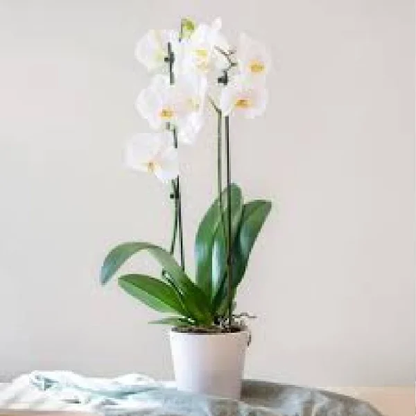 White Orchid Plant