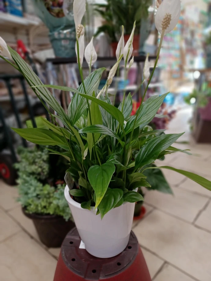 Spathiphyllum